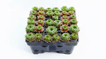 close-up detail of Succulents Sempervivum Assortment Rooted Starter Plant live succulent from Divine Roots