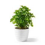size reference for Florida Ruffle “Green Hedge” (Alternanthera sp.) live houseplant from Divine Roots