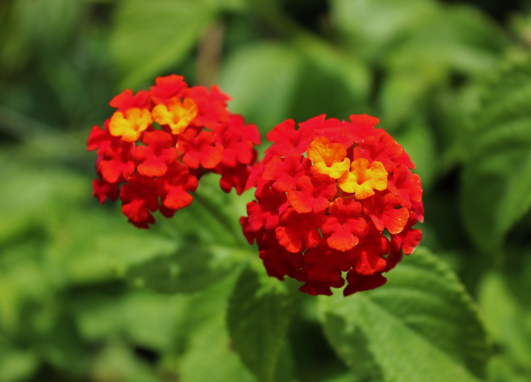 growth pattern of Lantana Florida Red live houseplant from Divine Roots