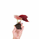 side profile of Angel Wing Begonia Maculata Rooted Starter Plant live Begonia from Divine Roots