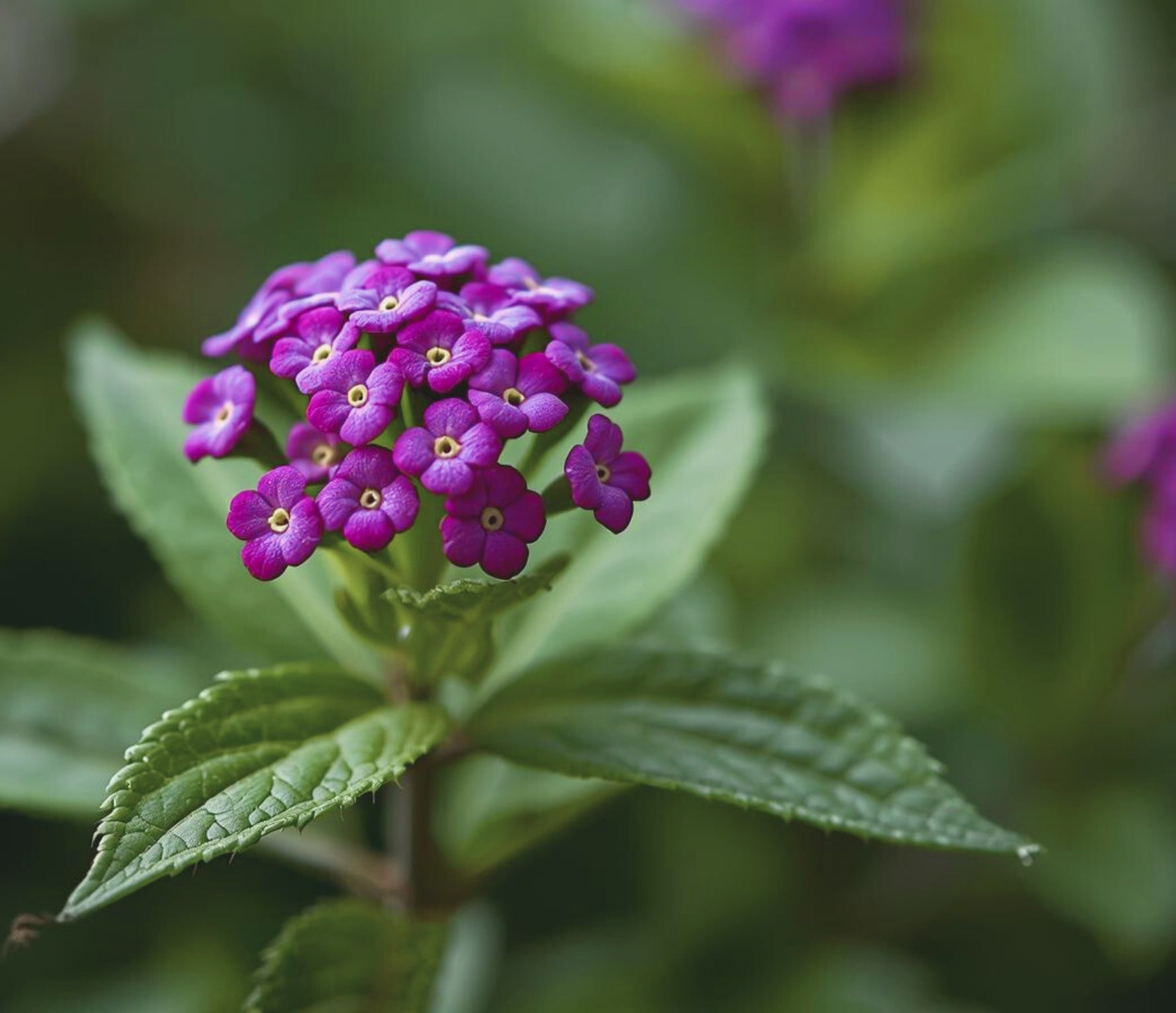new growth on Lantana 'Dark Purple' (Rooted Starter Plant) live houseplant from Divine Roots