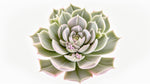 top view of Echeveria Lola live succulent from Divine Roots