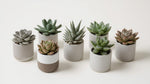 close-up detail of Pet Friendly Succulent Pack live succulent from Divine Roots