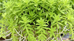 size reference for Sedum Rupestre Lemon Ball Rooted Starter Plant live succulent from Divine Roots