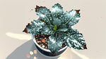 new growth on Angel Wing Begonia Fannie Moser live Begonia from Divine Roots