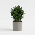 mature specimen of Janet Craig Pineapple Plant Dracaena Compacta live Dracaena from Divine Roots