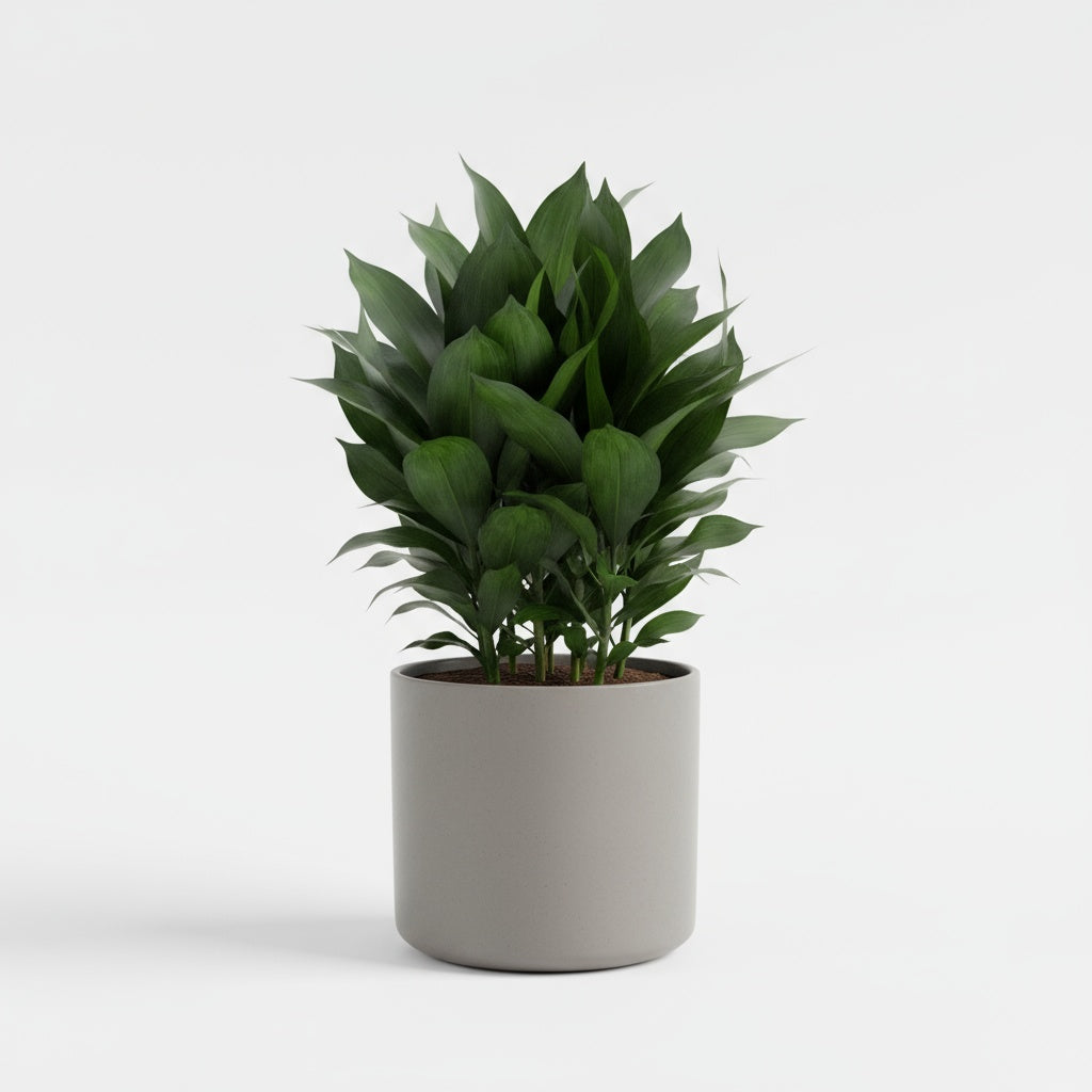 mature specimen of Janet Craig Pineapple Plant Dracaena Compacta live Dracaena from Divine Roots