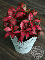 close-up detail of Fittonia Forest Rooted Starter Plant live houseplant from Divine Roots