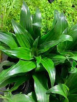 leaf detail of Janet Craig Pineapple Plant Dracaena Compacta live Dracaena from Divine Roots