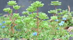 leaf detail of Sedum Spurium John Creech live succulent from Divine Roots