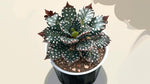 leaf detail of Angel Wing Begonia Fannie Moser live Begonia from Divine Roots