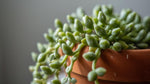 close-up detail of Senecio Peregrinus String of Dolphins live succulent from Divine Roots