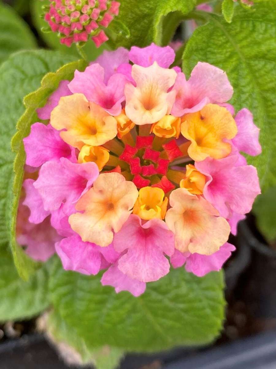 Lantana 'Blush Pink' (Rooted Starter Plant)
