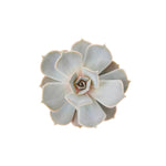 Echeveria lilacina live plant from Divine Roots — photo 2 of 12