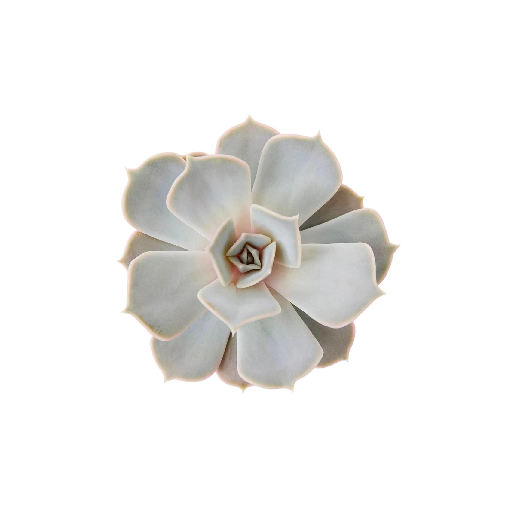 Echeveria lilacina live plant from Divine Roots — photo 2 of 12