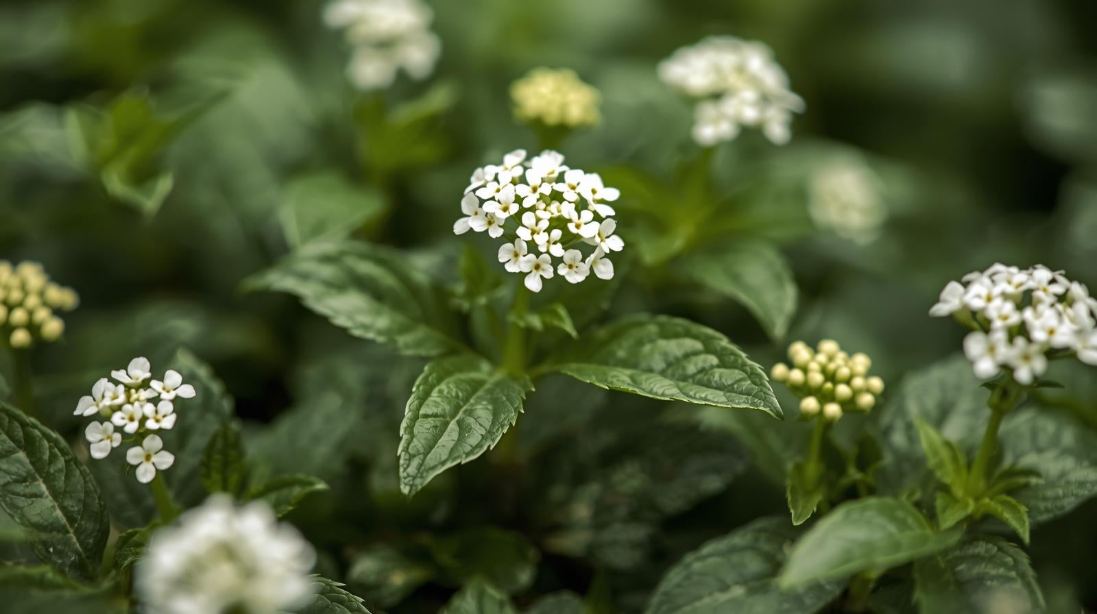 side profile of Lantana Upright White (Rooted Starter Plant) live houseplant from Divine Roots