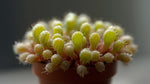 full view of Sundew Drosera Spatulata Rooted Starter Plant live houseplant from Divine Roots