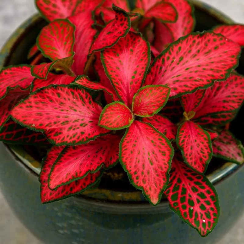 size reference for Fittonia Red Flame Rooted Starter Plant live houseplant from Divine Roots