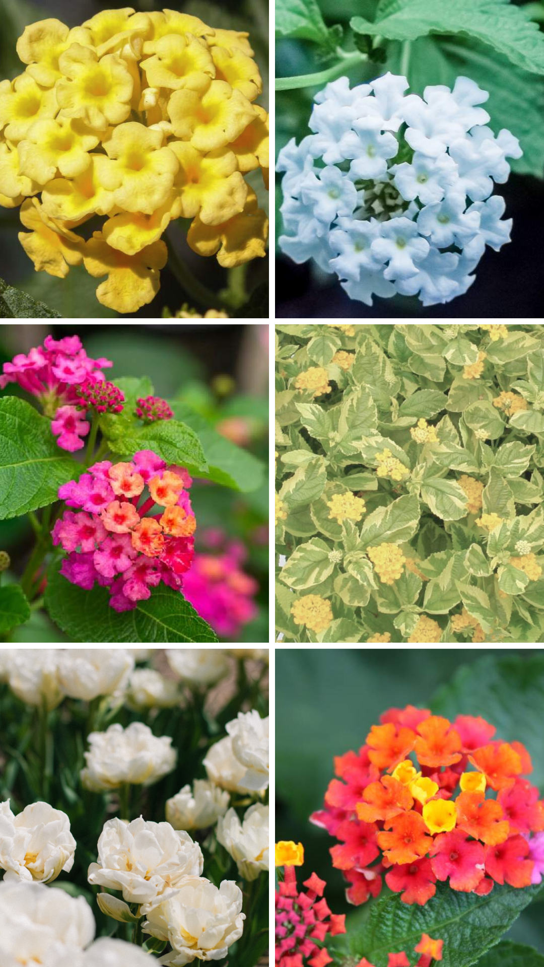 Lantana Assorted Rooted Starter Plant Bundle