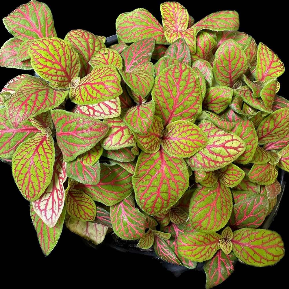 mature specimen of Fittonia Zalm Ruby Lime Rooted Starter Plant live houseplant from Divine Roots