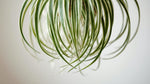 size reference for Chlorophytum Spider Reverse live spider plant from Divine Roots