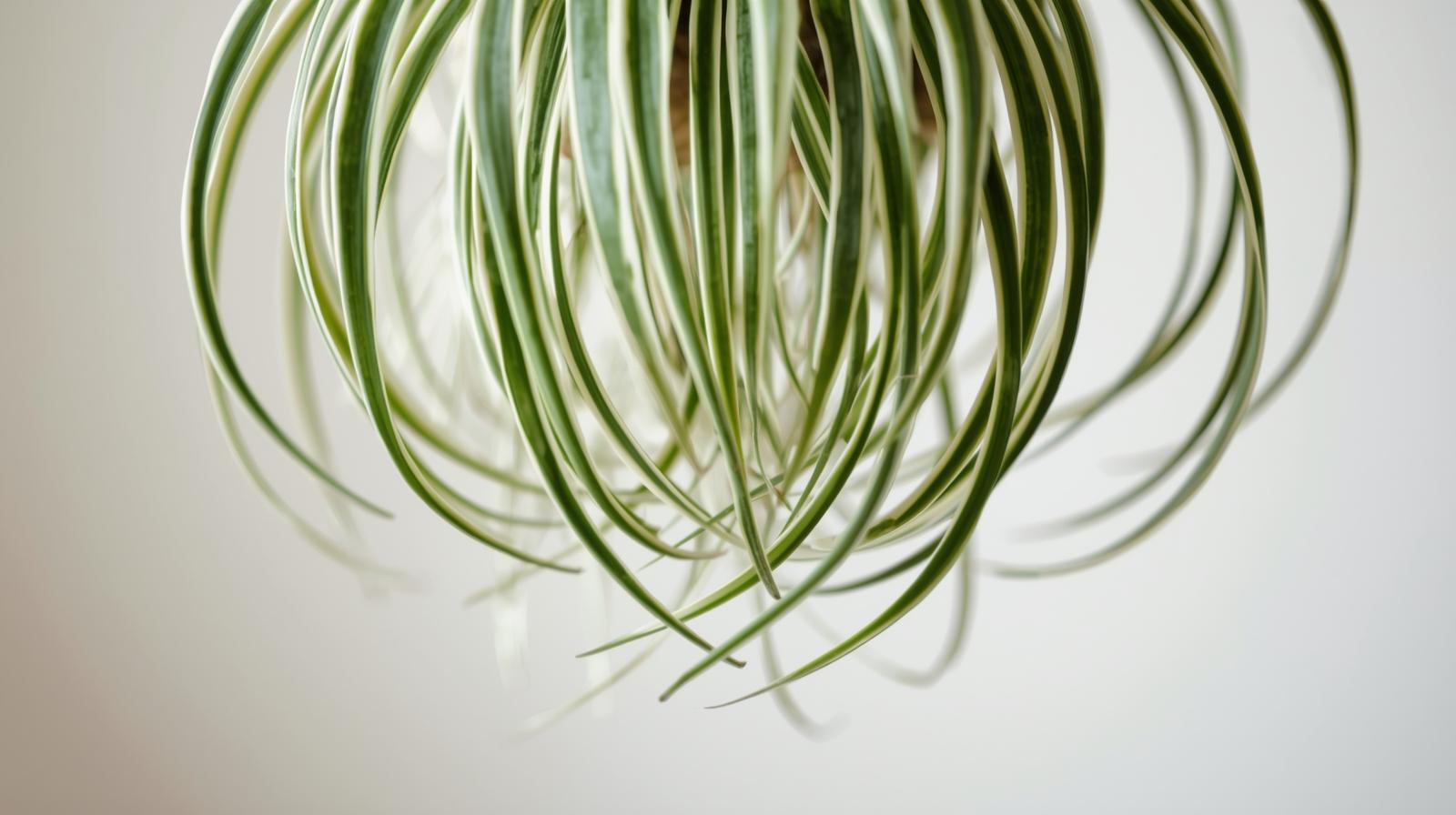 size reference for Chlorophytum Spider Reverse live spider plant from Divine Roots