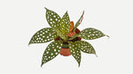 full view of Angel Wing Begonia Maculata Rooted Starter Plant live Begonia from Divine Roots