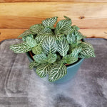 size reference for Fittonia Marble Green Rooted Starter Plants live houseplant from Divine Roots