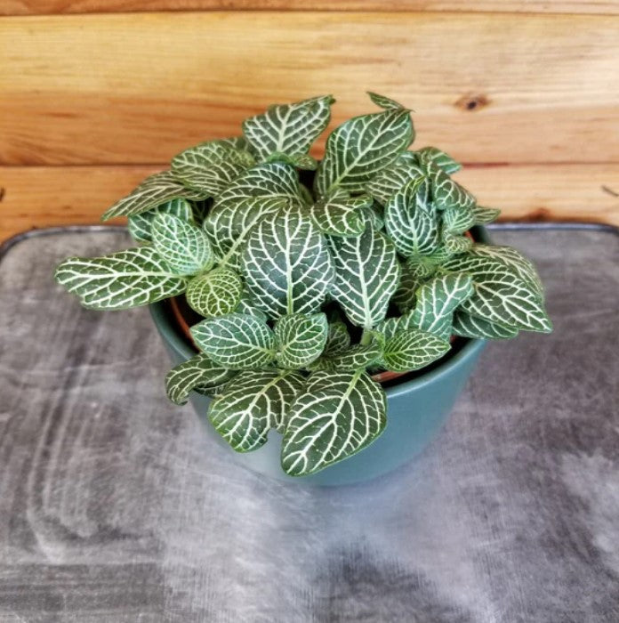 size reference for Fittonia Marble Green Rooted Starter Plants live houseplant from Divine Roots
