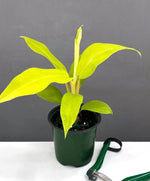 Philodendron Malay Gold Lemon Lime Rooted Starter Plant live Philodendron from Divine Roots