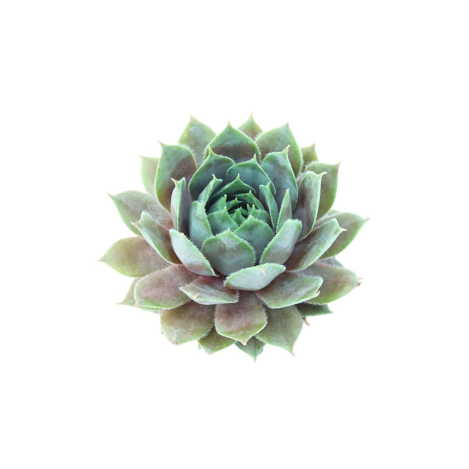 Sempervivum Silverine Succulent