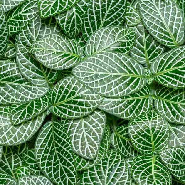 side profile of Fittonia Terrarium Builder Bundle - 4 Assorted Rooted Plants live plant bundle from Divine Roots