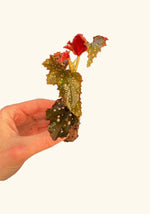 close-up detail of Angel Wing Begonia Fannie Moser Rooted Starter Plant live Begonia from Divine Roots