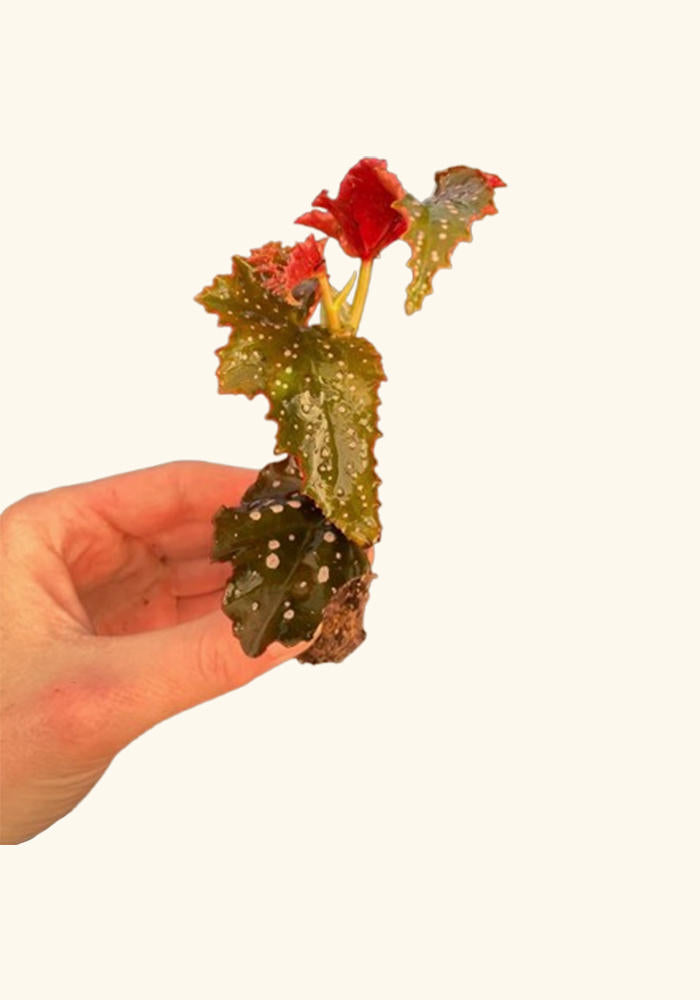 close-up detail of Angel Wing Begonia Fannie Moser Rooted Starter Plant live Begonia from Divine Roots