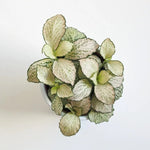 full view of Fittonia Purple Snow Anne Rooted Starter Plant live houseplant from Divine Roots