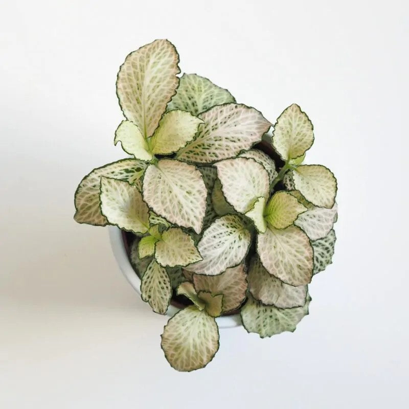 full view of Fittonia Purple Snow Anne Rooted Starter Plant live houseplant from Divine Roots