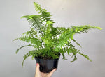 size reference for Emerald Queen Australian Sword Fern Rooted Starter Plant live fern from Divine Roots