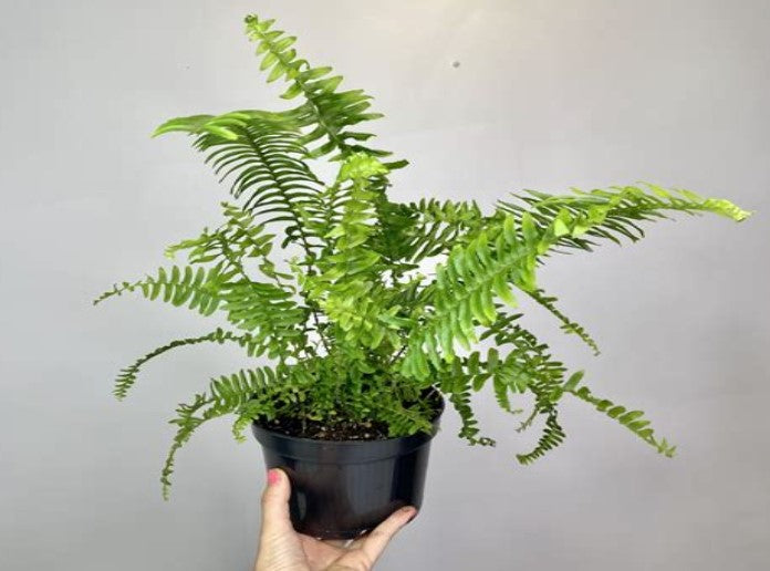 size reference for Emerald Queen Australian Sword Fern Rooted Starter Plant live fern from Divine Roots
