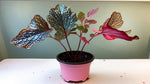 new growth on Angel Wing Begonia Benigo Pink Rooted Starter Plant live Begonia from Divine Roots