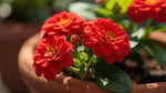 leaf detail of Lantana Dallas Red (Rooted Starter Plant) live houseplant from Divine Roots