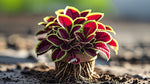 size reference for Coleus Inky Fingers Rooted Starter Plant live houseplant from Divine Roots