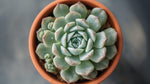 full view of Echeveria Prolifica Succulent live succulent from Divine Roots