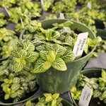 new growth on Fittonia Jolly Lemon Rooted Starter Plant live houseplant from Divine Roots