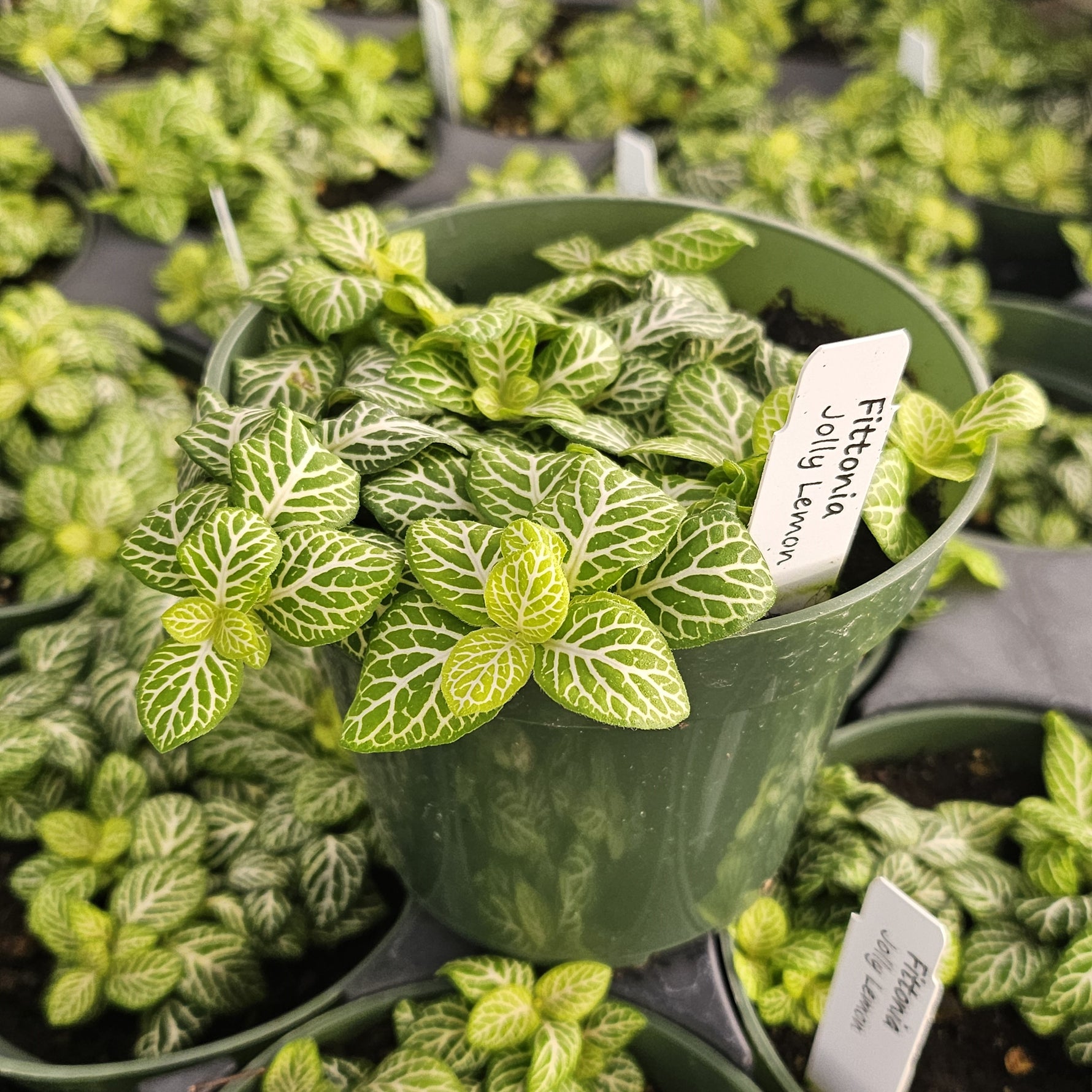 new growth on Fittonia Jolly Lemon Rooted Starter Plant live houseplant from Divine Roots
