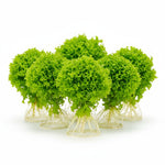 growth pattern of Florida Ruffle “Green Hedge” (Alternanthera sp.) live houseplant from Divine Roots
