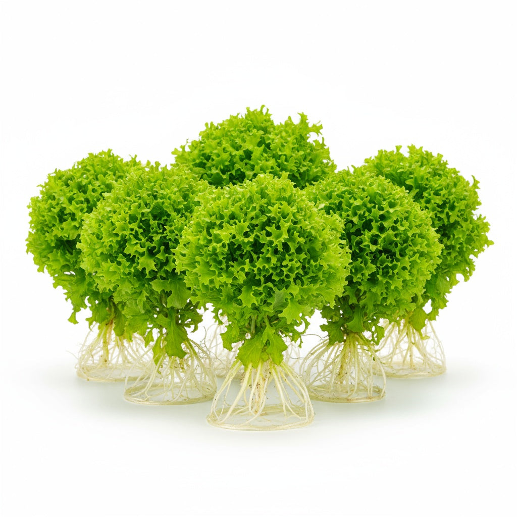 growth pattern of Florida Ruffle “Green Hedge” (Alternanthera sp.) live houseplant from Divine Roots