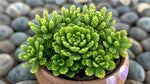 size reference for Sedum Acre Succulent Rooted Starter Plant live succulent from Divine Roots