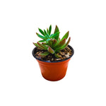 Echeveria Setosa Arrow live plant from Divine Roots — photo 3 of 11