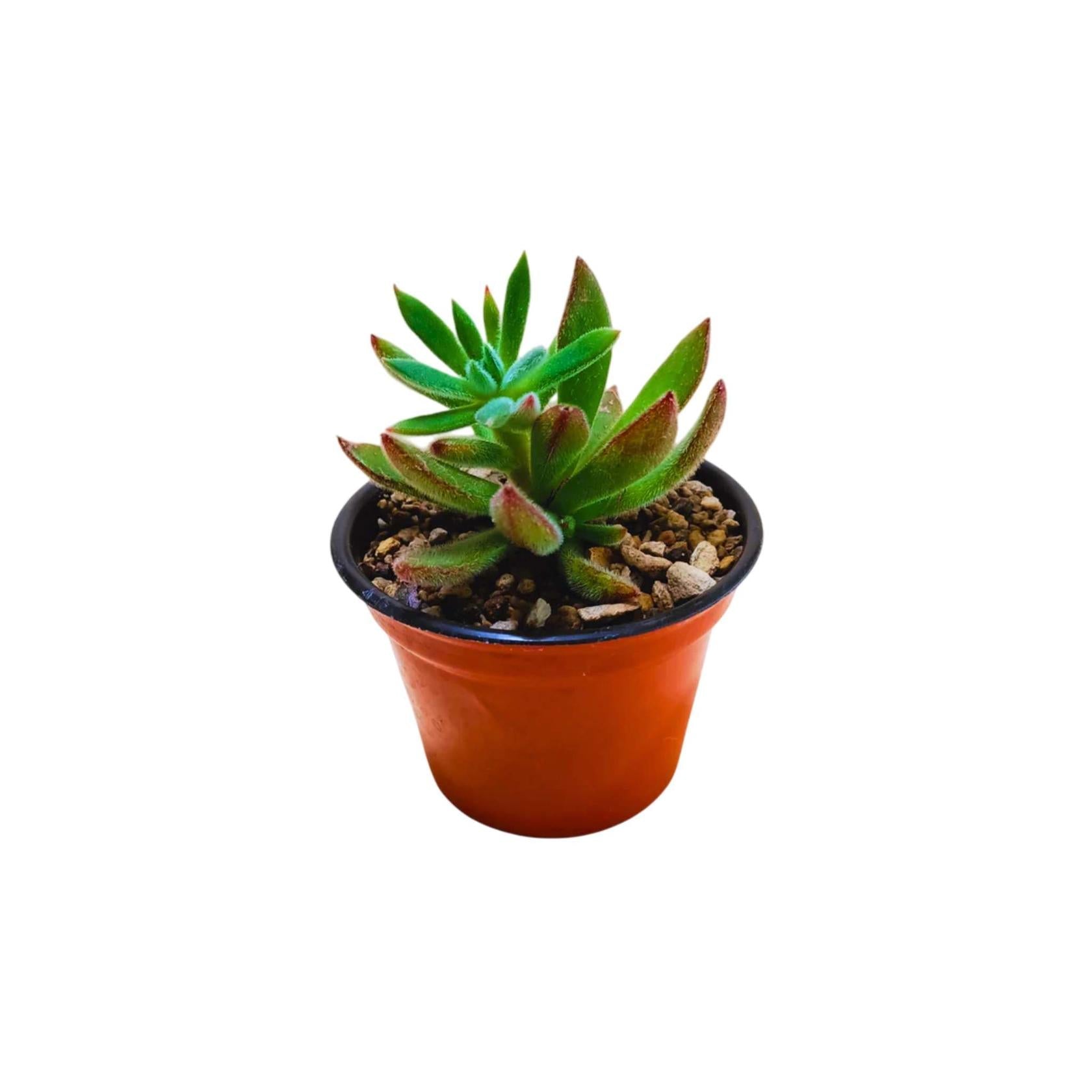 Echeveria Setosa Arrow live plant from Divine Roots — photo 3 of 11