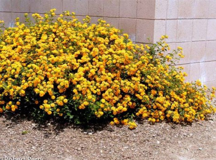 size reference for Lantana Spreading Gold Rooted Starter Plant live houseplant from Divine Roots